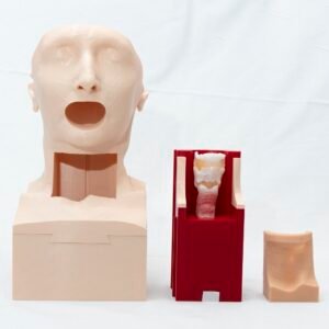 Laryngology Model - Flexible laryngoscopy and upper oesophageal dilatation
